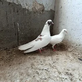 kepderi.
