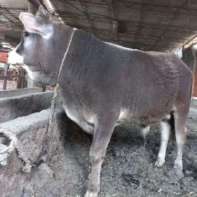 okuz