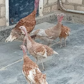 İnduklar