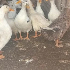 ýaşyl baş ördek