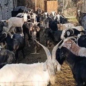 geci mal