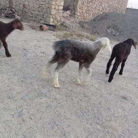 guzy guzylar owlak owaklar goy