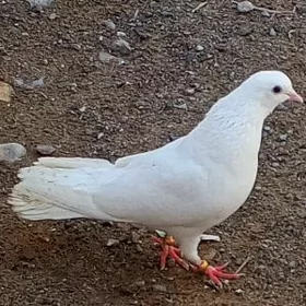 kepderi
