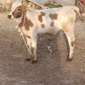 SİMENTAL ÖKÜZ