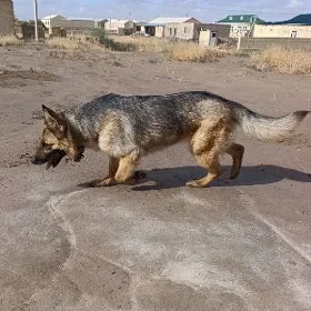 Awçarka