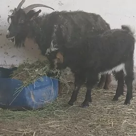 owlakly gecı