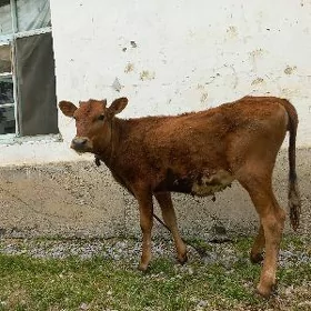 Tüwe