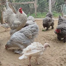 Brama ýumurtga
