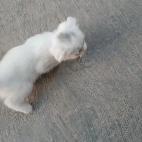 котята