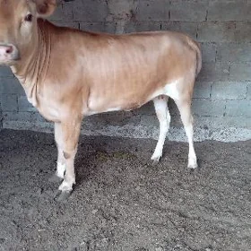 tuwe tüwe