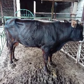 ökuz  göle