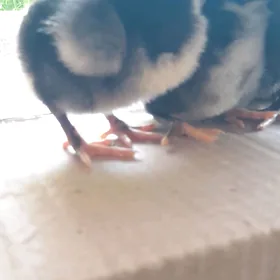 Gigant juyje