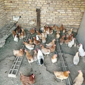 towuk guzlap yoren