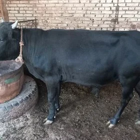 Öküz