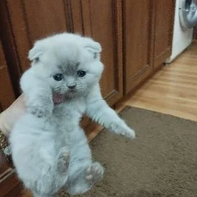 шотландские котята