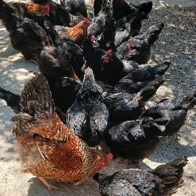 Ataks towuklar