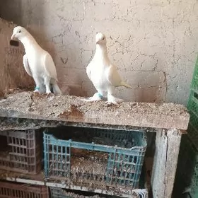 kepderi