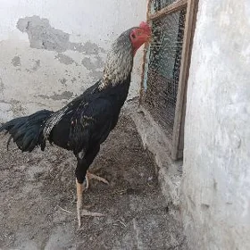 horaz