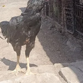 horaz