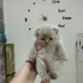 шотландские котята
