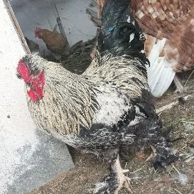 хороз брама