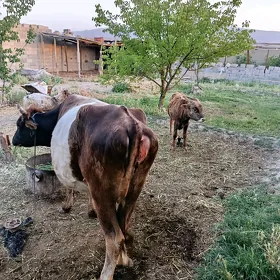 agyr bogaz