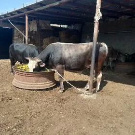 uly öküz