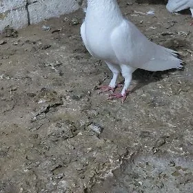 Kepderi
