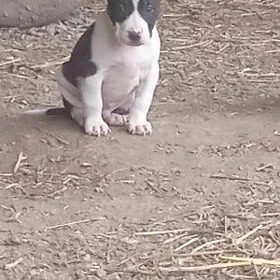pitpull