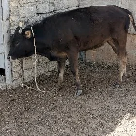 ÖKÜZ ŞWES MİŞGA