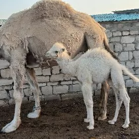 Koşekli düýe
