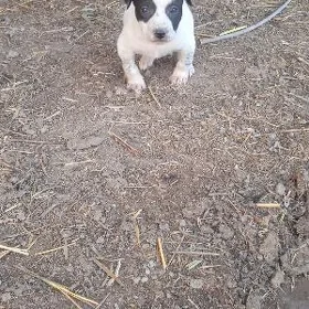 pitpull
