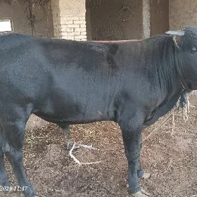 ökiz
