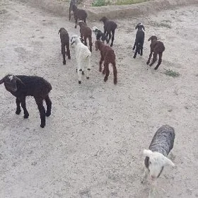 guzy guzylar owlak owaklar