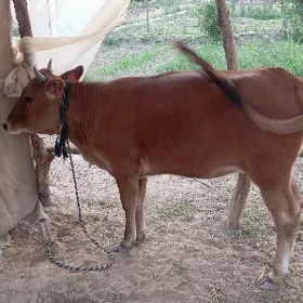 Gulajyn