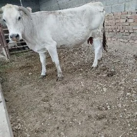 bakylan sygyr