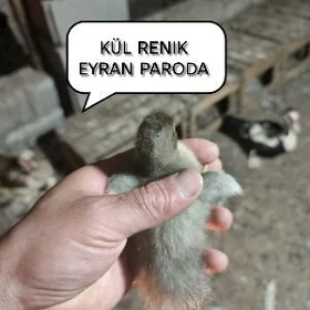 indawutka ordek  ĵuje ba