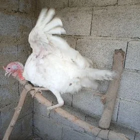 Induk
