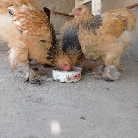 Brama towuklar