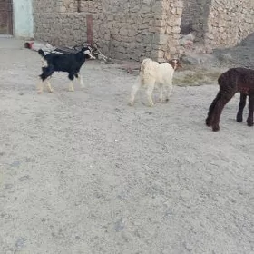 owlak owaklar guzy guzylar