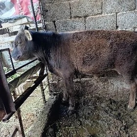 öküz