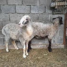 goýun