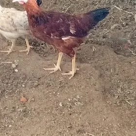 horaz