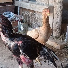Horaz
