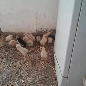 Arassa gan bayes jüjeler