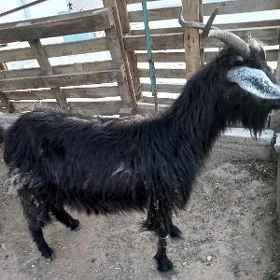 owlakly geçi