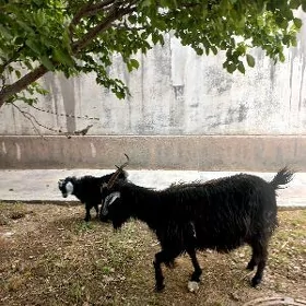 geçi owlakly