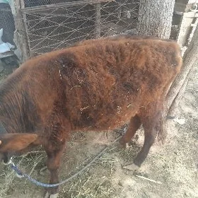 öküz