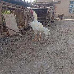 horaz