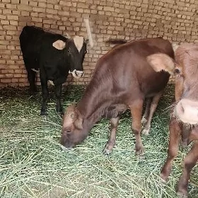3 sany okuz